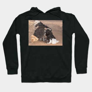 Ostrich Display Hoodie